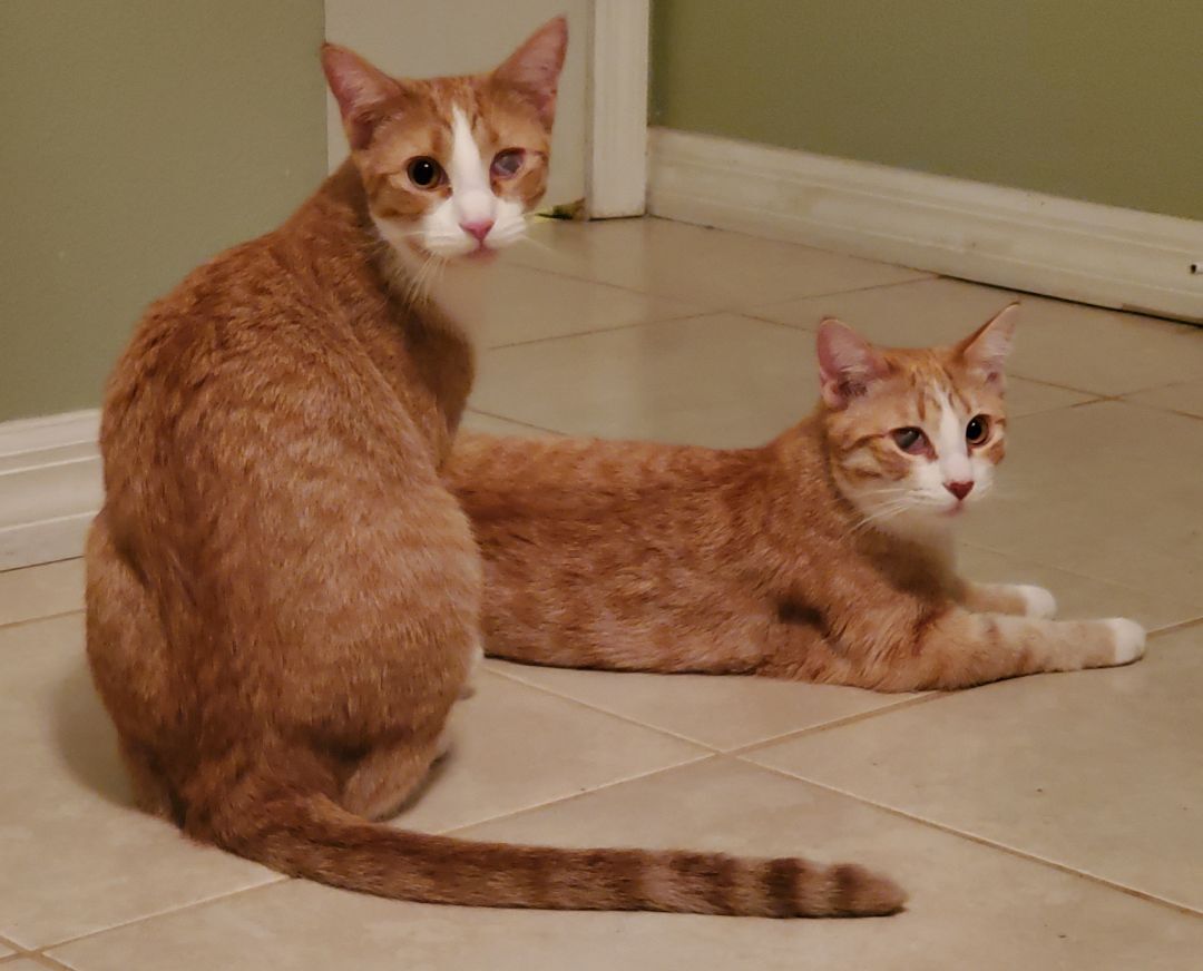 Enlarge Eeny, a Adoptable mixed breed in Kissimmee, FL image 3/6