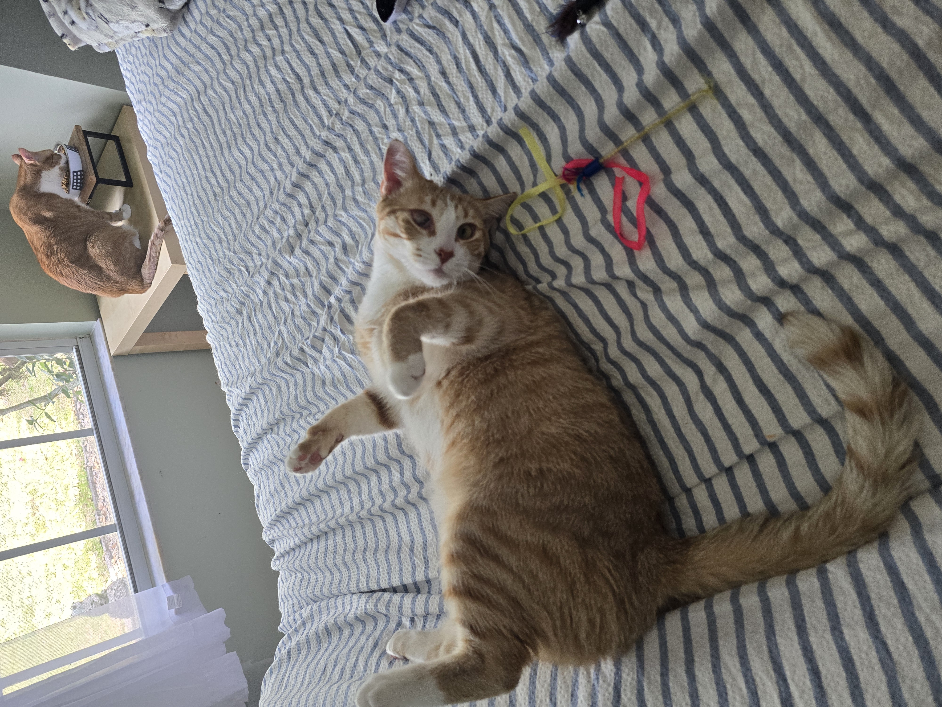 Enlarge Eeny, a Adoptable mixed breed in Kissimmee, FL image 4/6