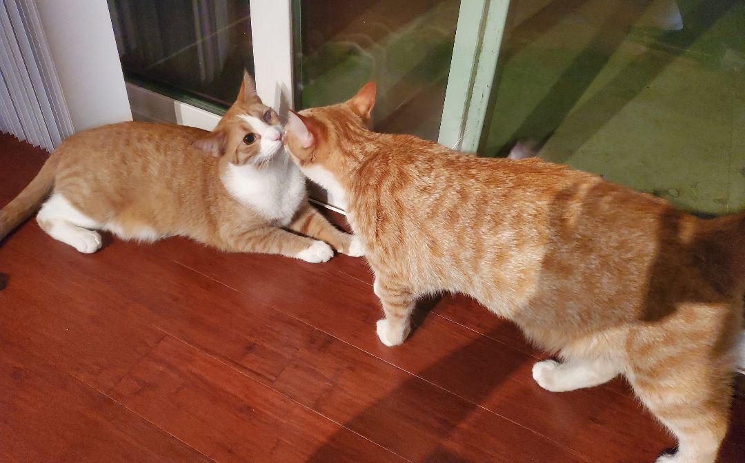 Enlarge Eeny, a Adoptable mixed breed in Kissimmee, FL image 5/6