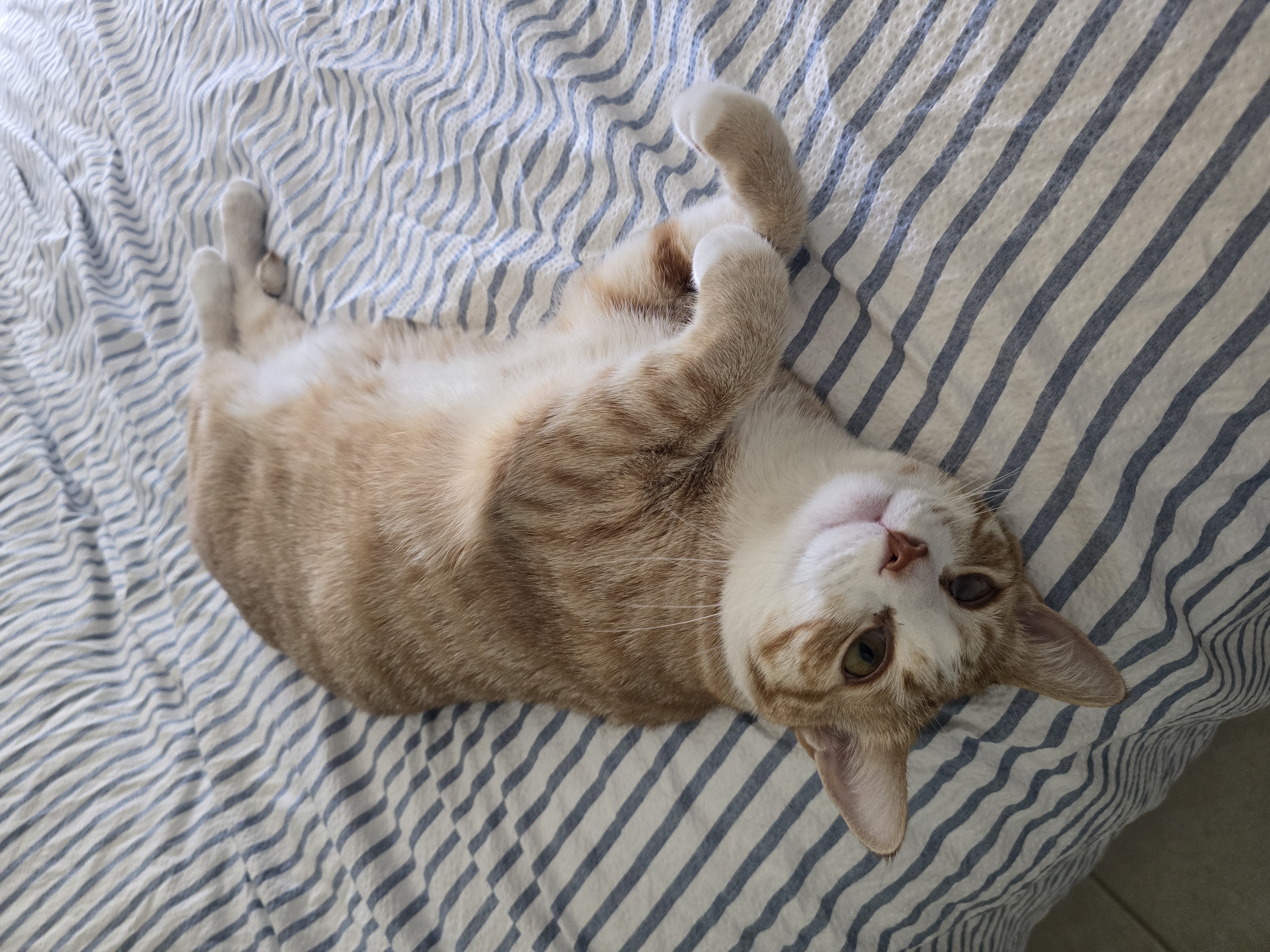 Enlarge Eeny, a Adoptable mixed breed in Kissimmee, FL image 6/6