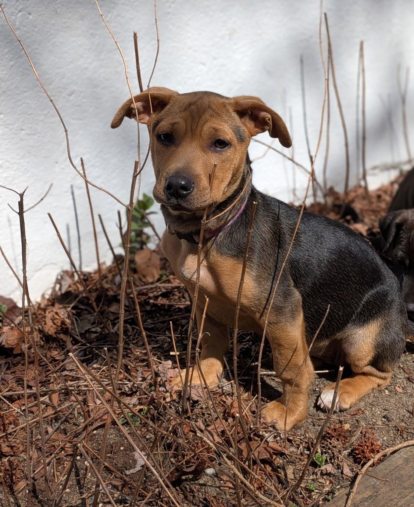 Enlarge Hedwig, a Adoptable Mixed Breed in Cliffwood, NJ image 1/3