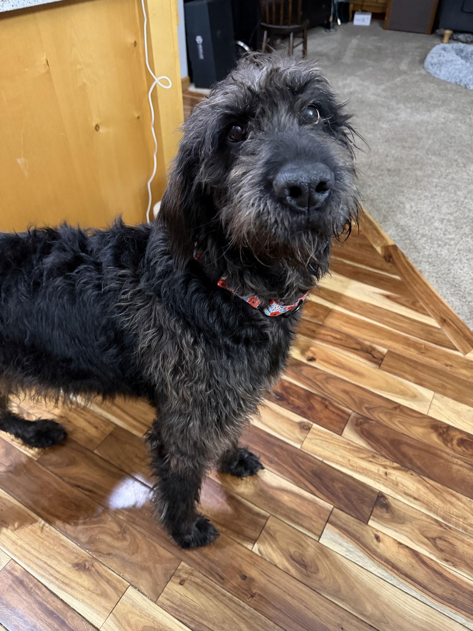 Tilly, Adopted, Adult Female Irish Wolfhound.