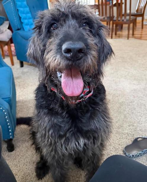 Enlarge Tilly, a Adopted Irish Wolfhound in Brooklyn Center, MN image 2/3