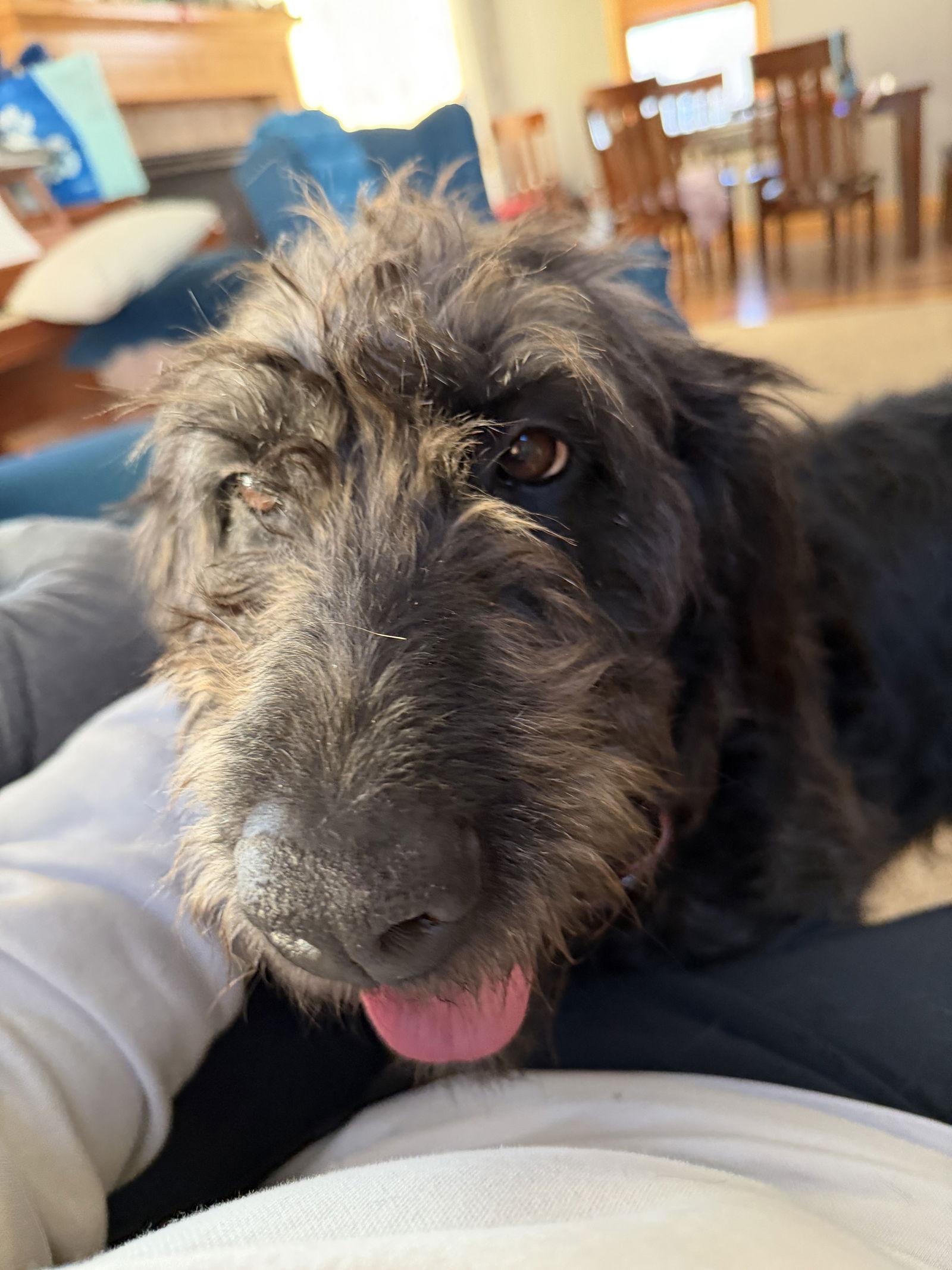 Enlarge Tilly, a Adopted Irish Wolfhound in Brooklyn Center, MN image 3/3