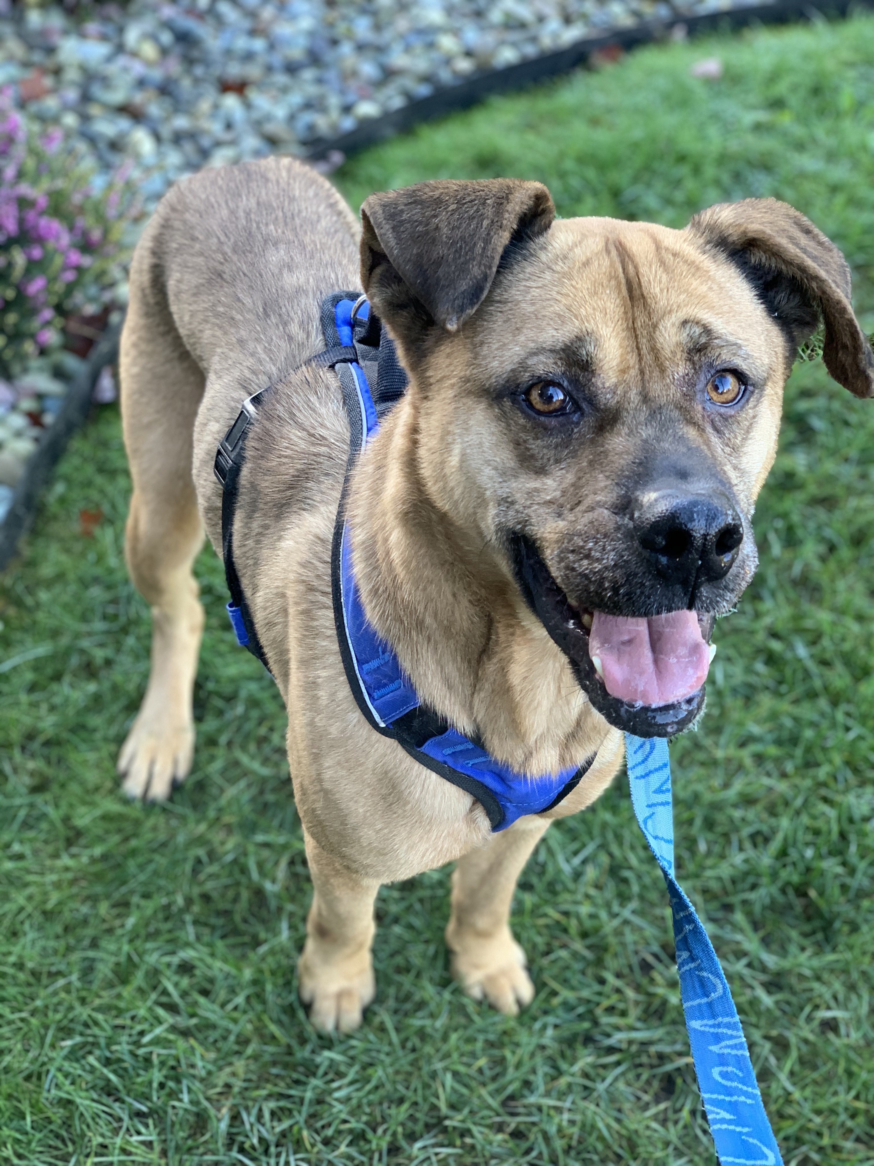 Cody, Adoptable, Adult Male Boxer & Shepherd.