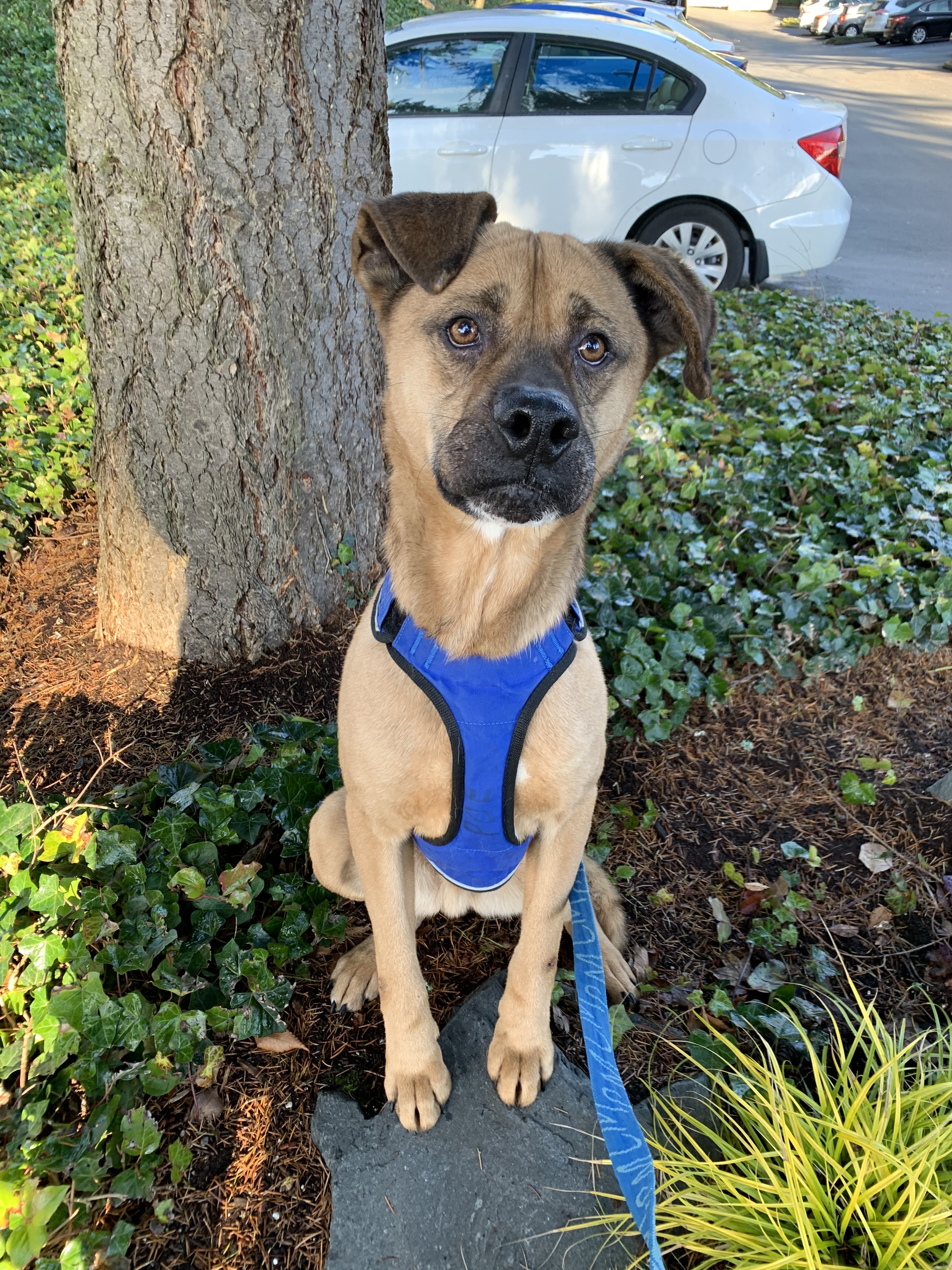 Cody, a Adoptable mixed breed in lynnwood , WA image 2/12