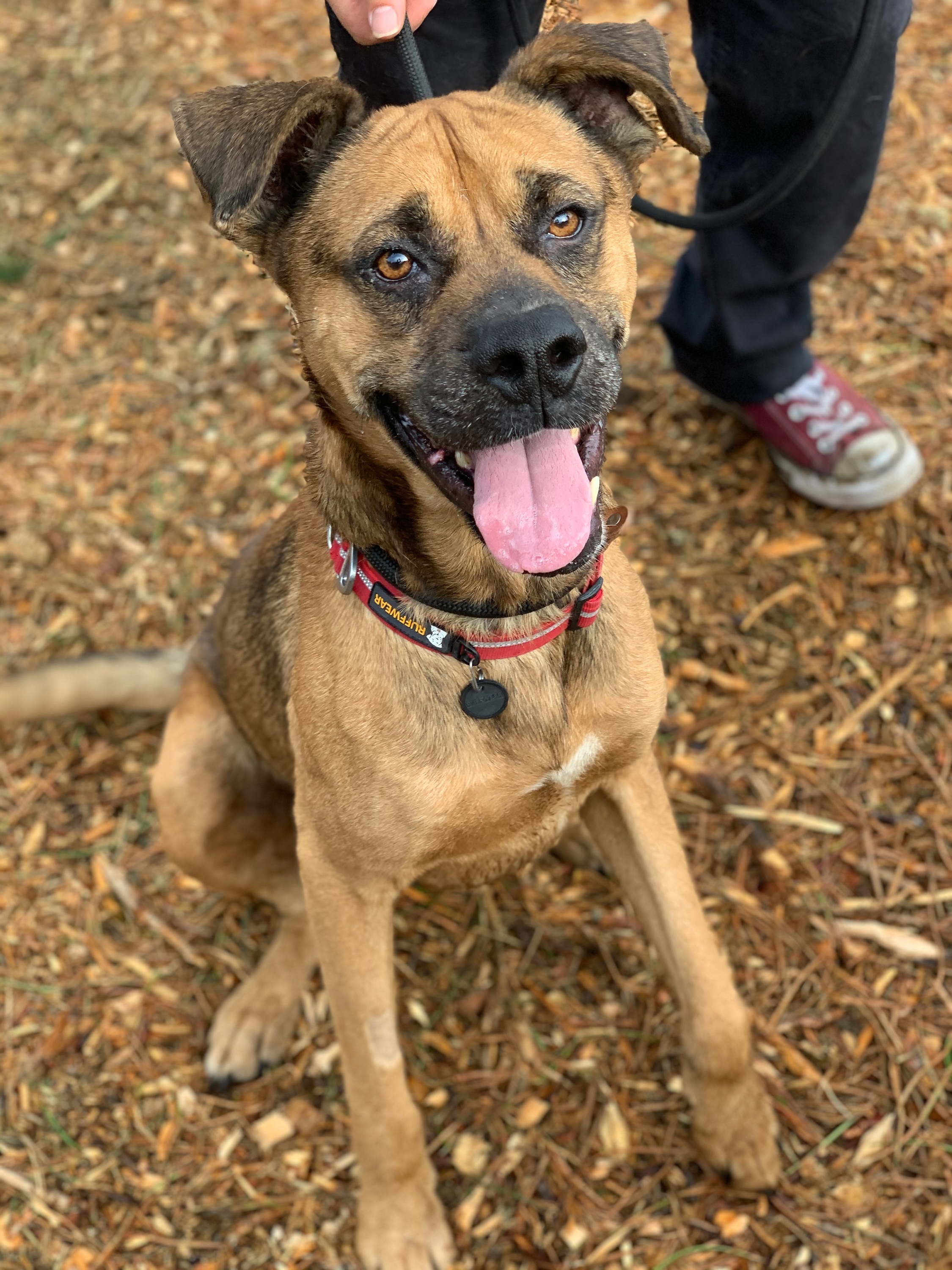 Cody, a Adoptable mixed breed in lynnwood , WA image 3/12