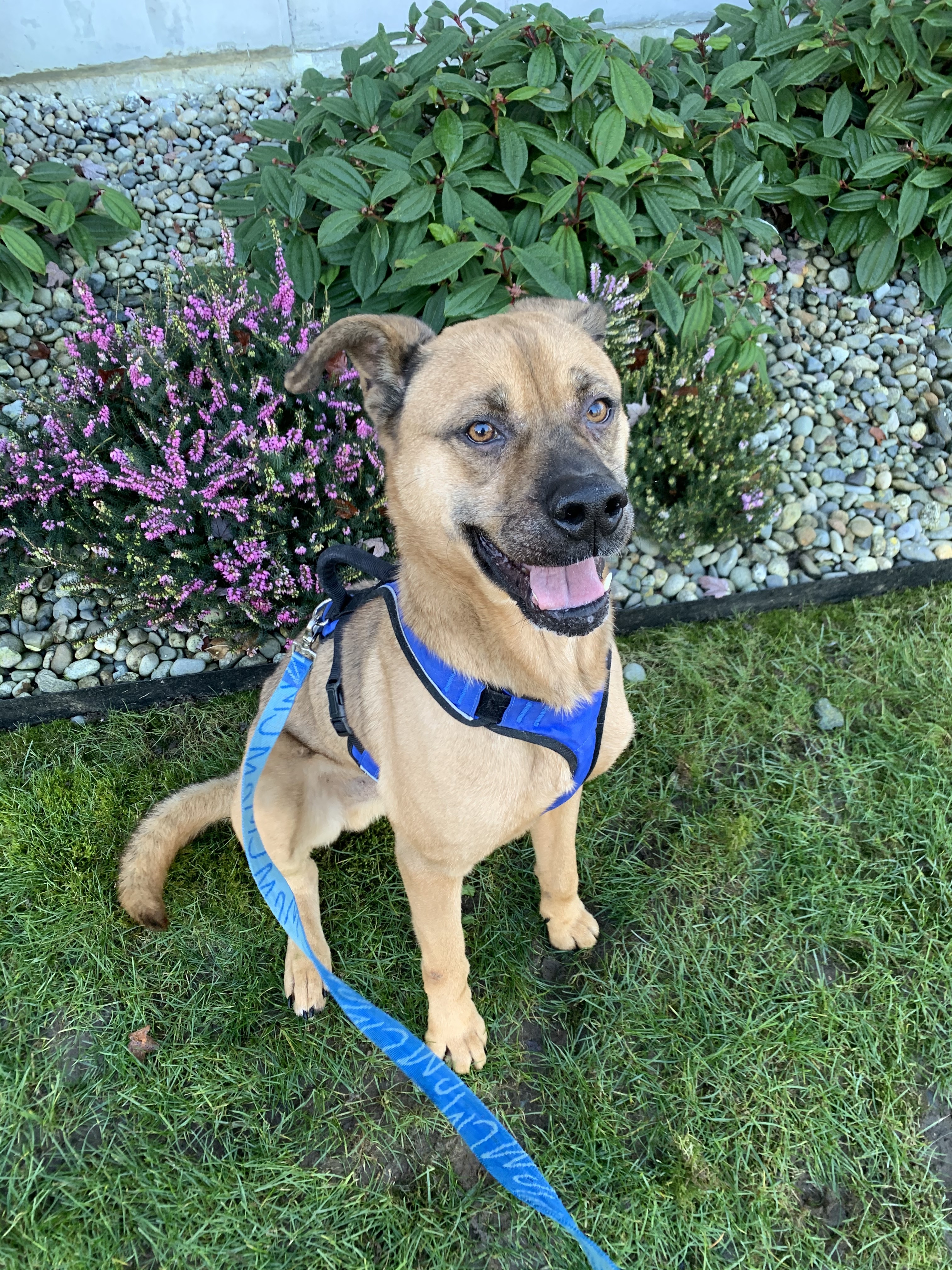 Cody, a Adoptable mixed breed in lynnwood , WA image 4/12