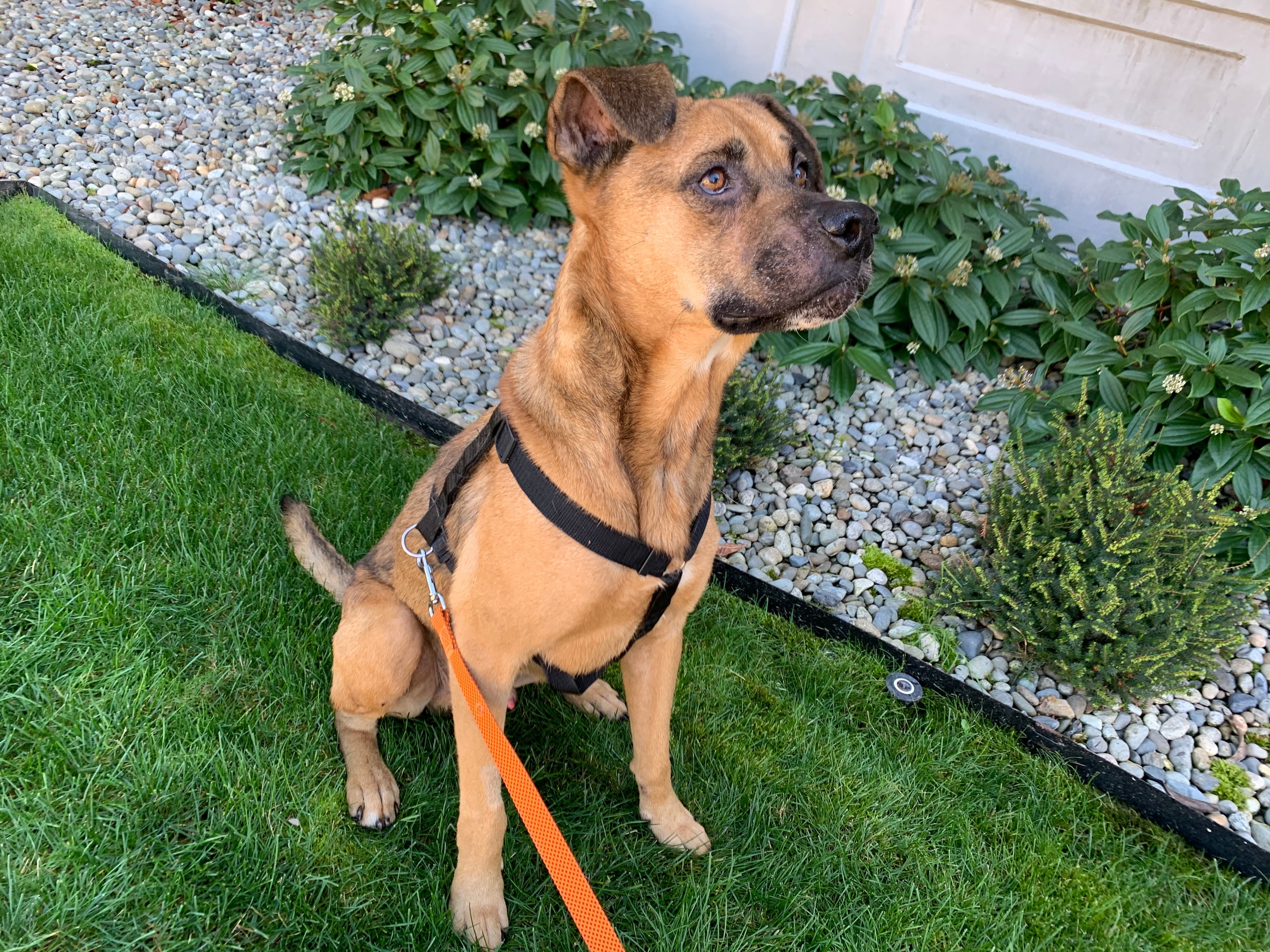 Cody, a Adoptable mixed breed in lynnwood , WA image 5/12