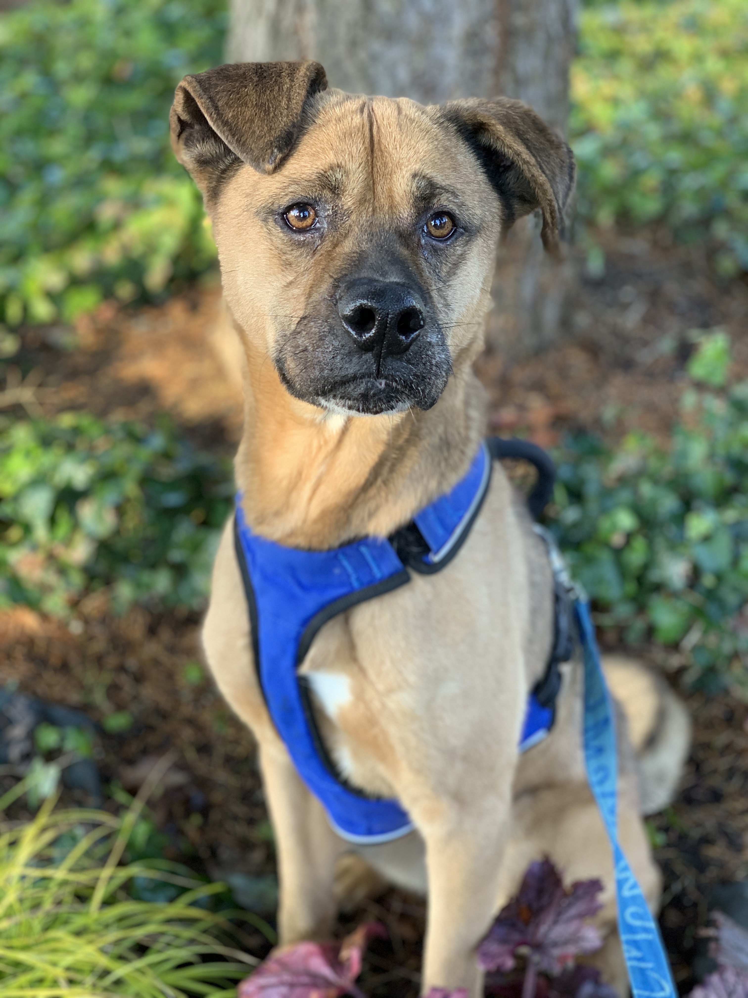Cody, a Adoptable mixed breed in lynnwood , WA image 6/12