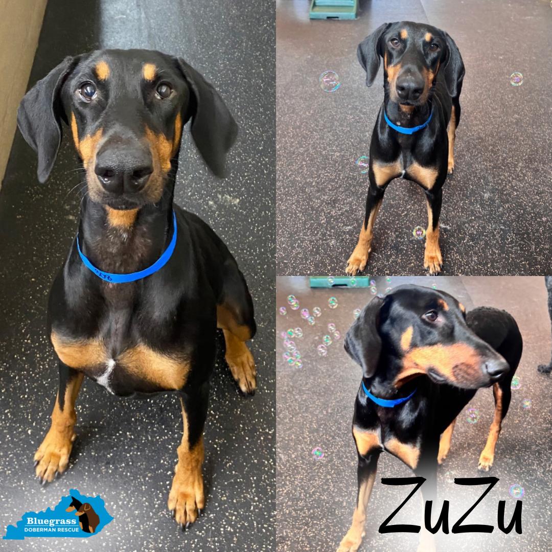 ZuZu