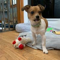 Henry, ADOPTABLE, Young Male Chihuahua & Dachshund.