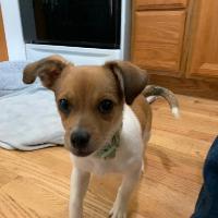 Enlarge Henry, a ADOPTABLE mixed breed in Albany, NY image 2/2