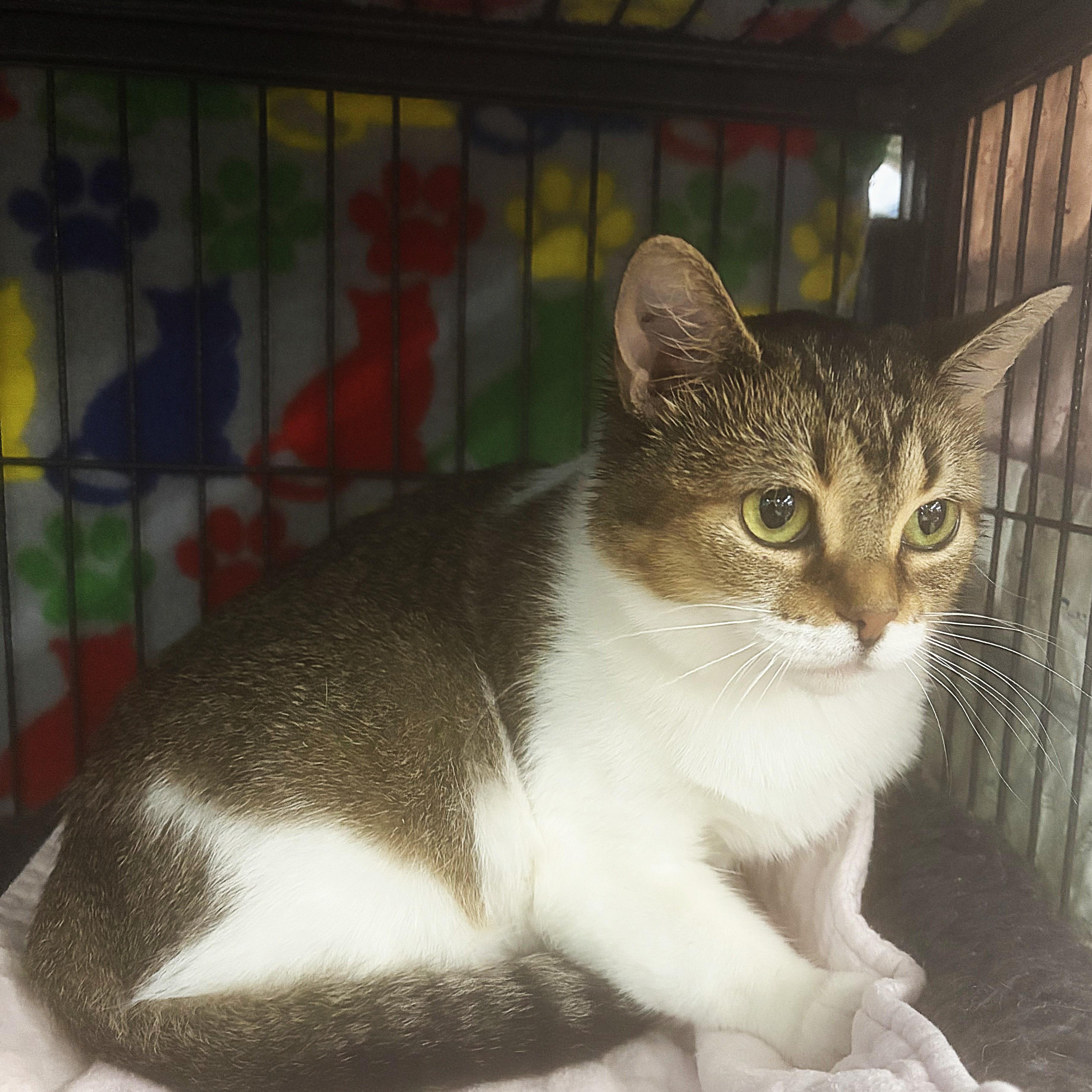 Reba momma, Adopted, Young Female Tabby.