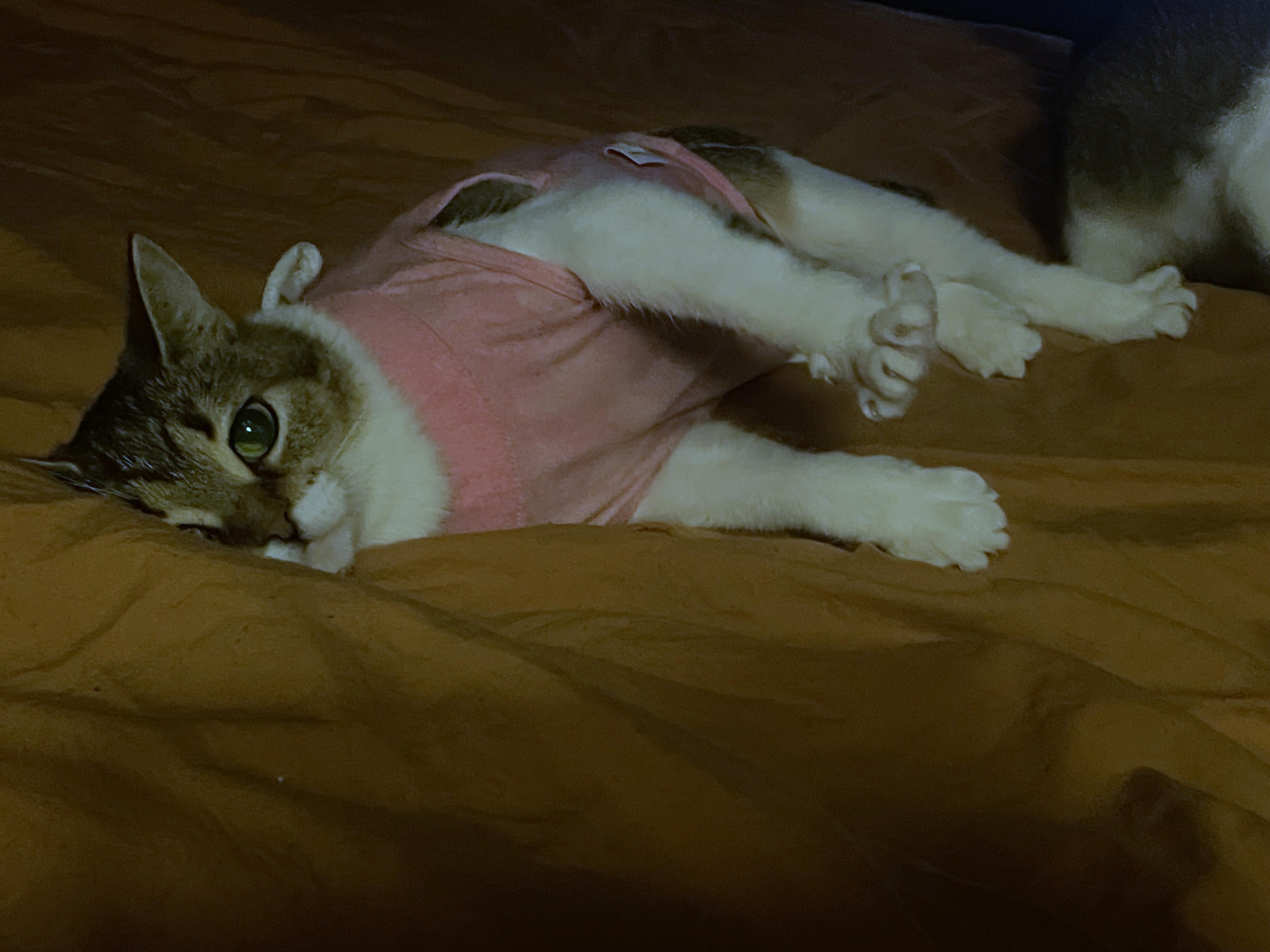Enlarge Reba momma, a Adopted Tabby in Midland, MI image 4/5