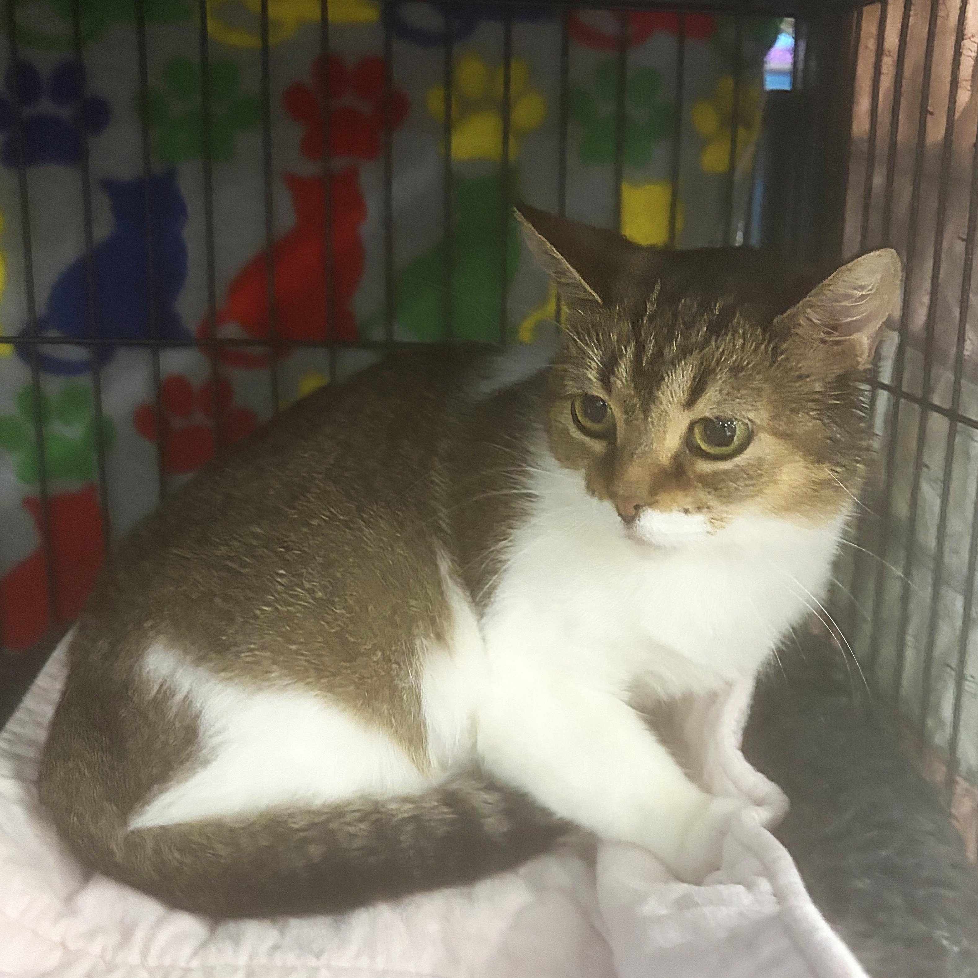 Enlarge Reba momma, a Adopted Tabby in Midland, MI image 5/5
