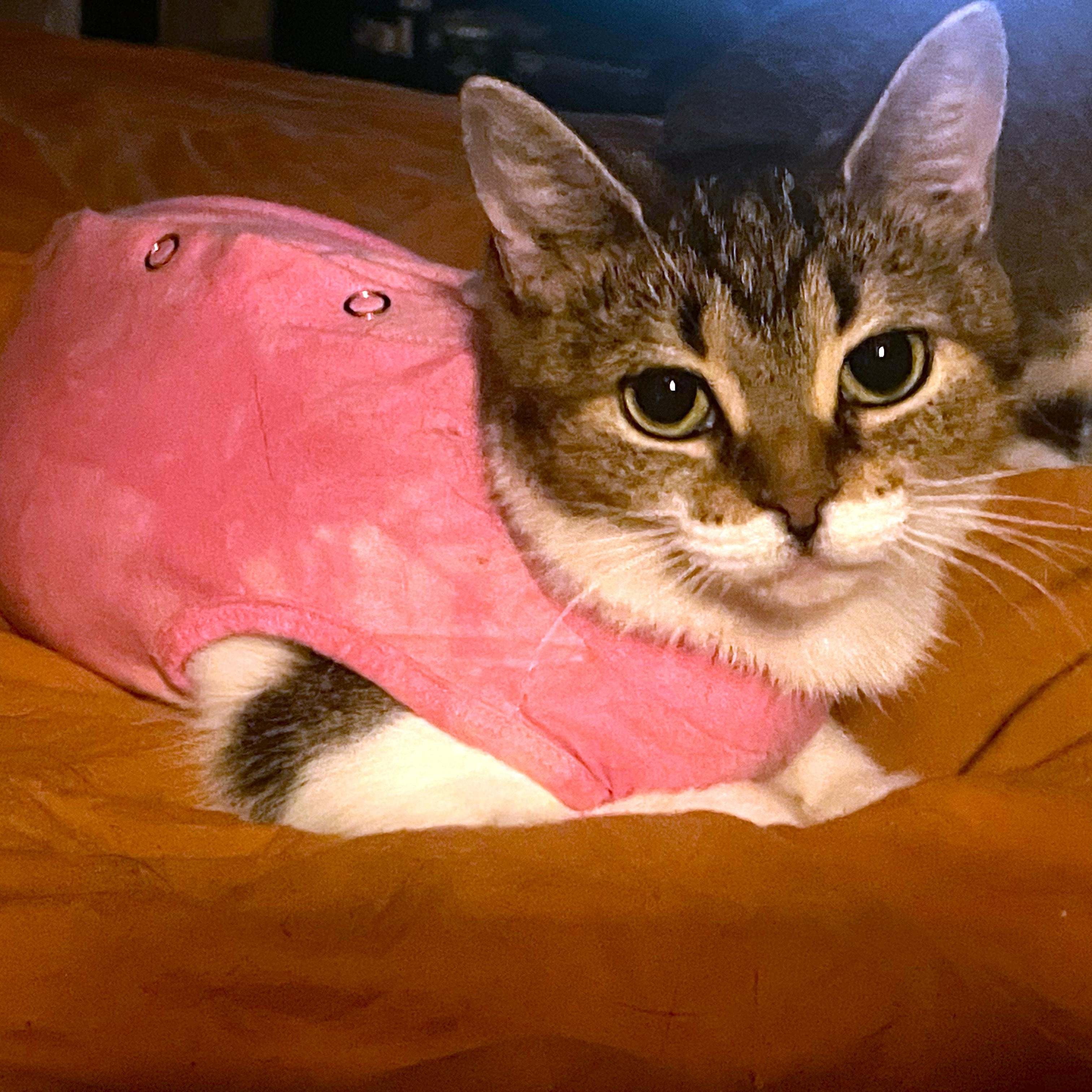 Enlarge Reba momma, a Adopted Tabby in Midland, MI image 3/5