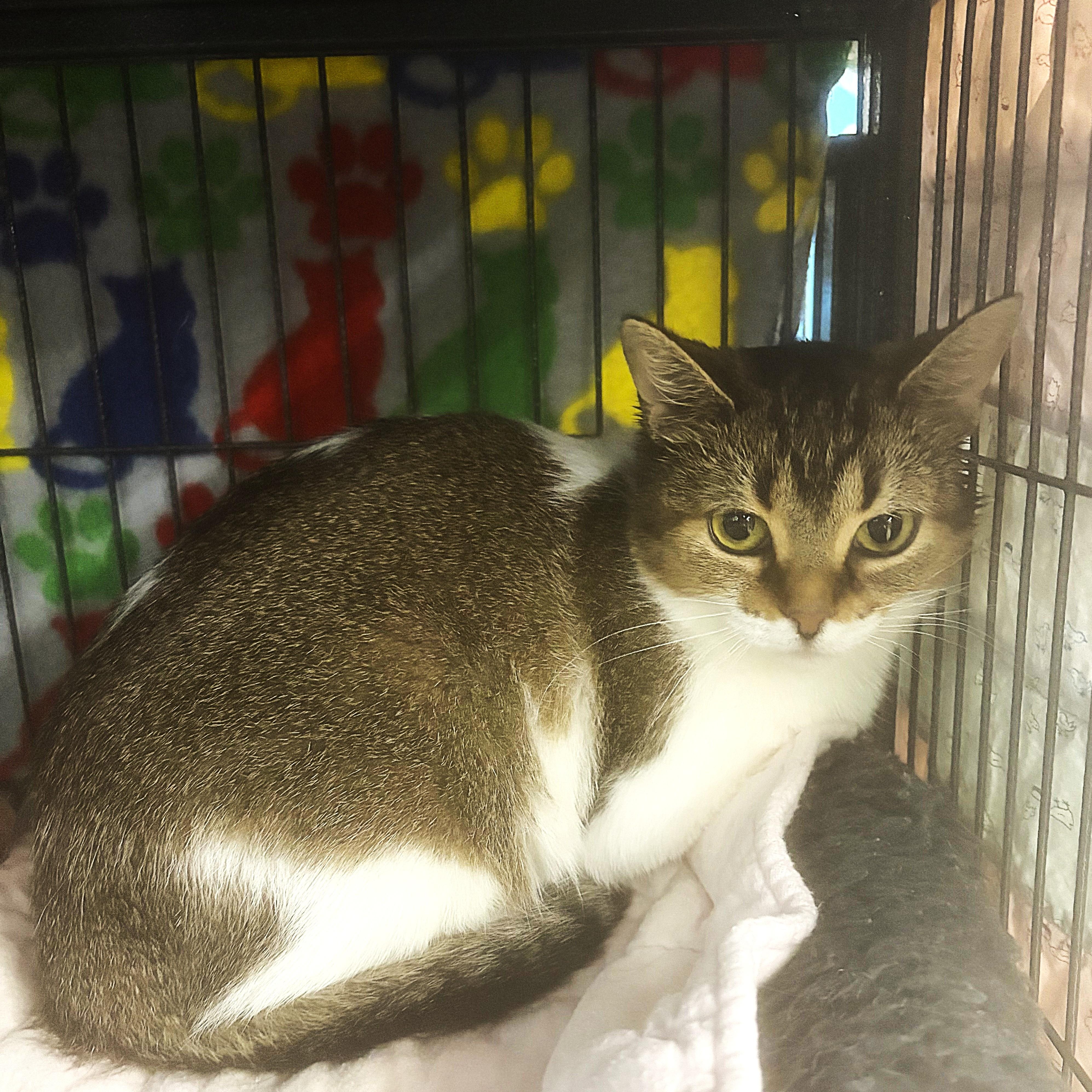 Enlarge Reba momma, a Adopted Tabby in Midland, MI image 2/5