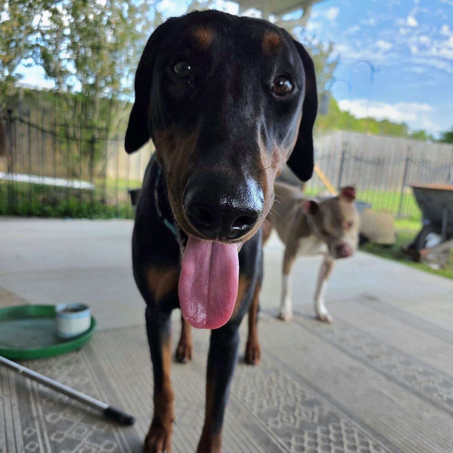 Enlarge Ziggy, a ADOPTABLE Doberman Pinscher in Harahan, LA image 1/2