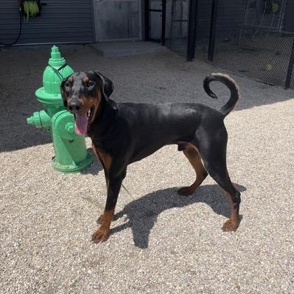 Enlarge Ziggy, a ADOPTABLE Doberman Pinscher in Harahan, LA image 2/2