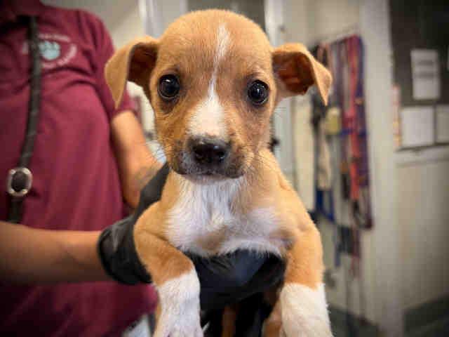 Enlarge A1946342, a Adoptable mixed breed in Bonita, CA image 1/1