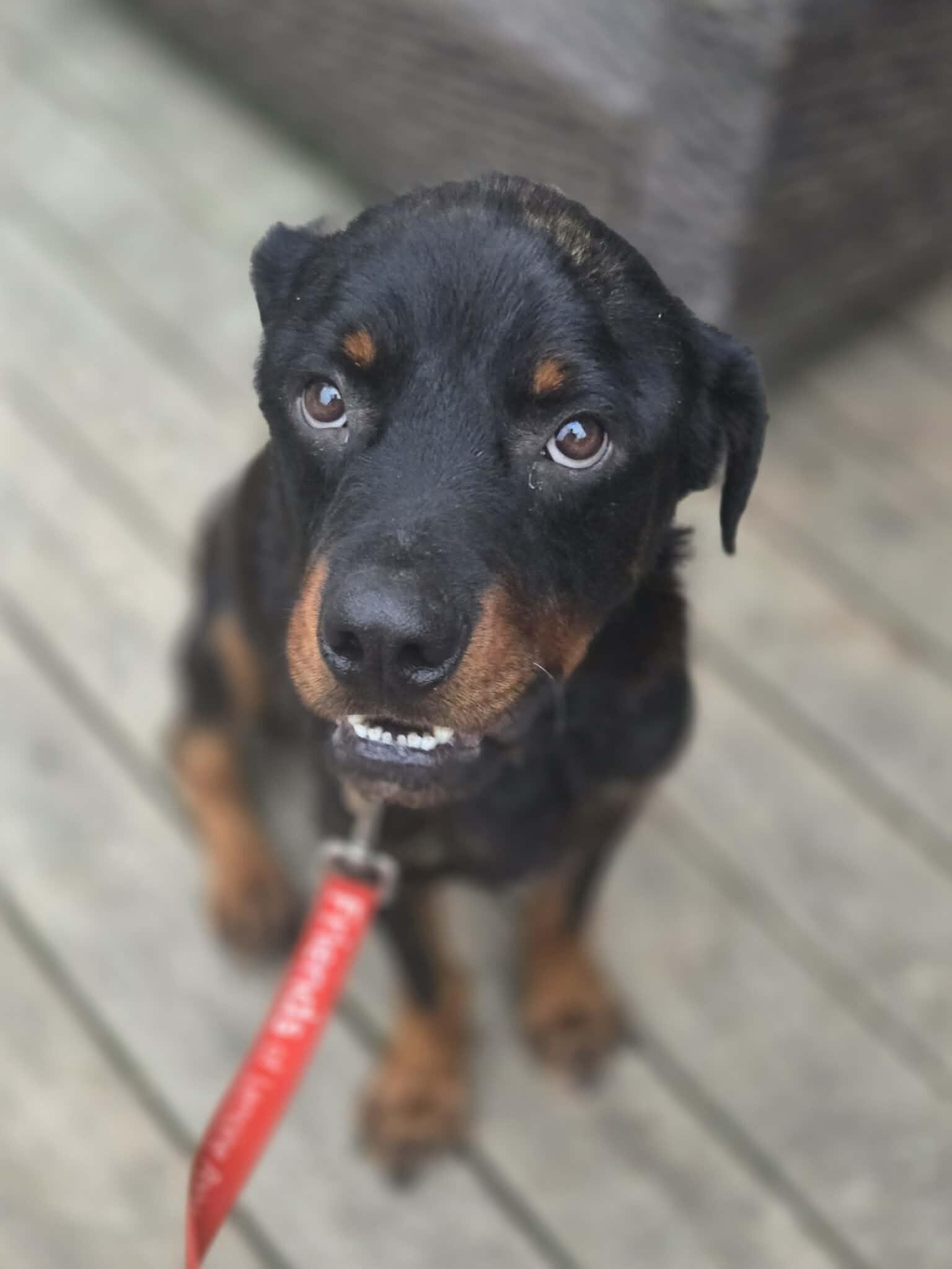 Enlarge Buster, a Adoptable Rottweiler in Athens, ON image 1/5