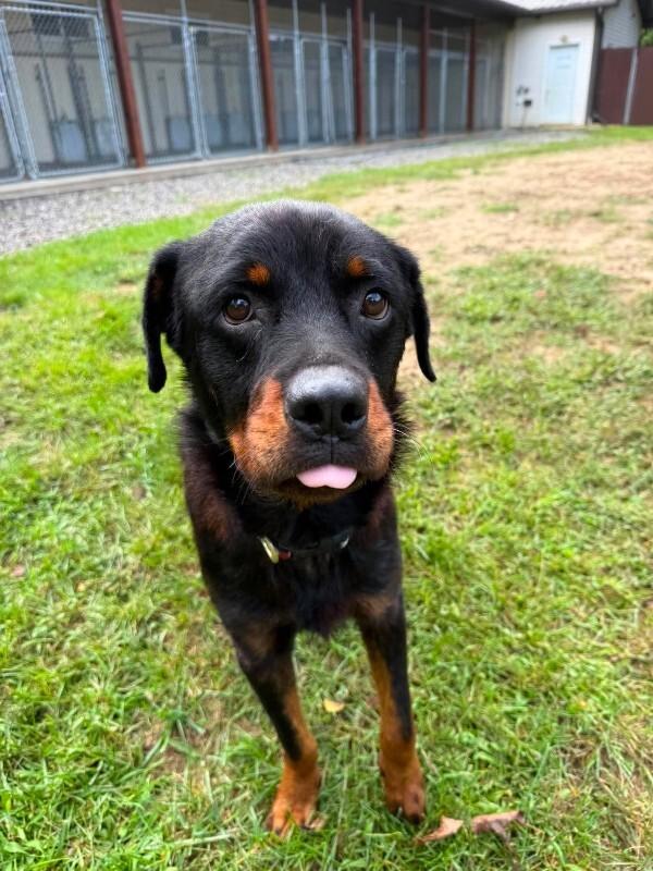 Enlarge Buster, a Adoptable Rottweiler in Athens, ON image 2/5