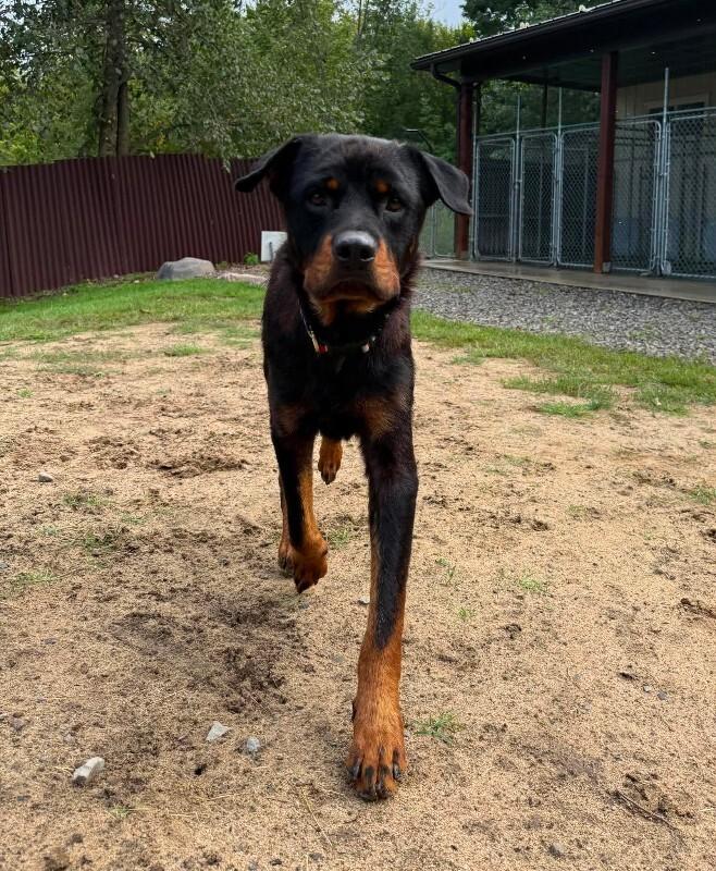 Enlarge Buster, a Adoptable Rottweiler in Athens, ON image 3/5