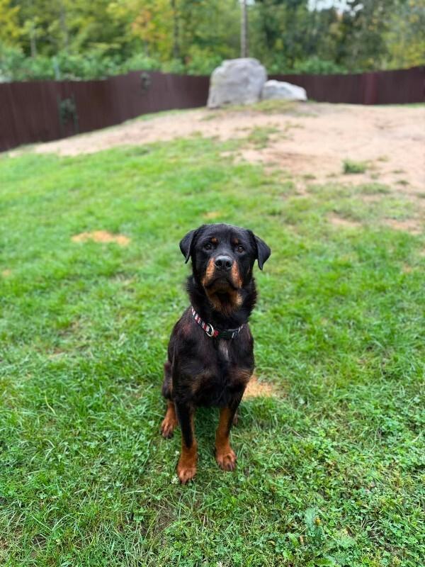 Enlarge Buster, a Adoptable Rottweiler in Athens, ON image 4/5