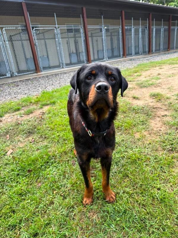 Enlarge Buster, a Adoptable Rottweiler in Athens, ON image 5/5