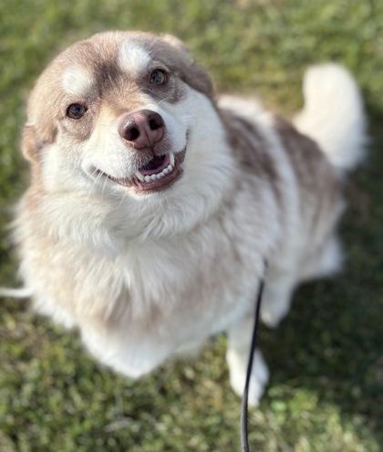 Enlarge Miso, a Adoptable mixed breed in Phoenix, AZ image 1/3