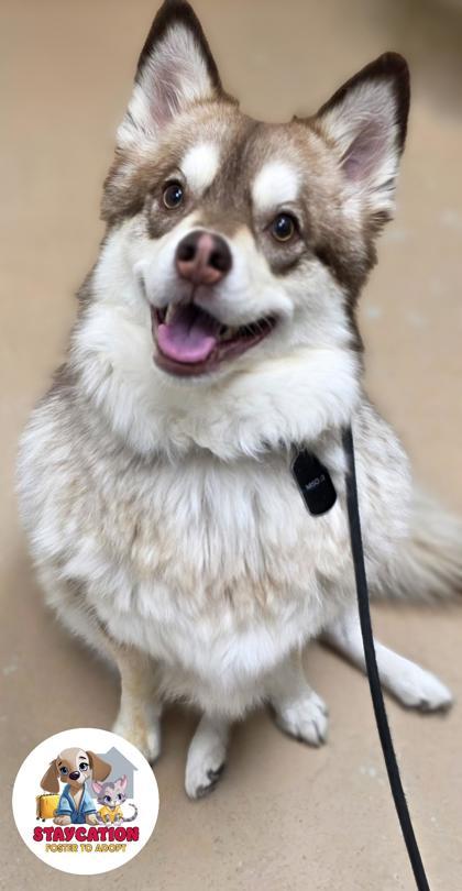 Enlarge Miso, a Adoptable mixed breed in Phoenix, AZ image 2/3
