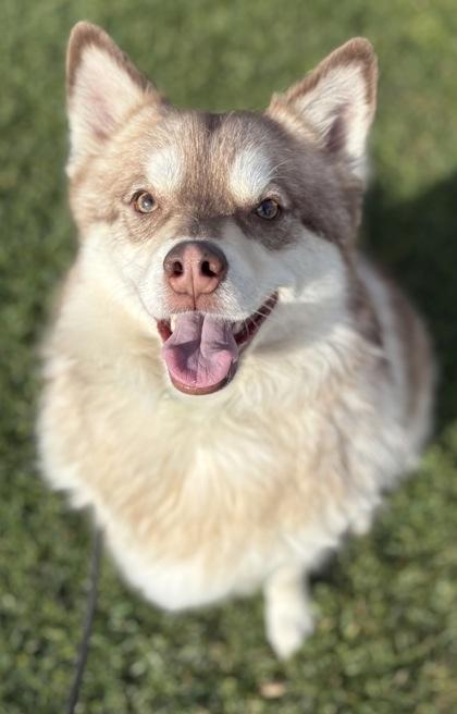 Enlarge Miso, a Adoptable mixed breed in Phoenix, AZ image 3/3