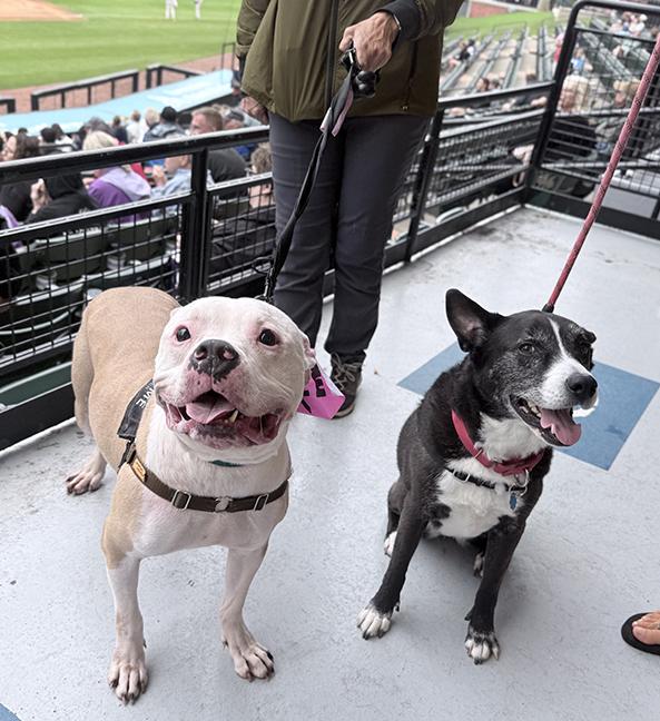 Enlarge Holly, a Adoptable mixed breed in Chicago, IL image 5/6