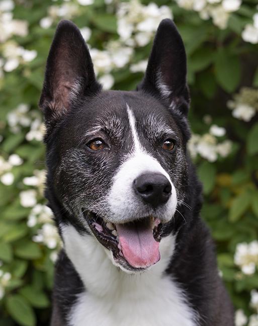 Holly, Adoptable, Adult Female Husky.