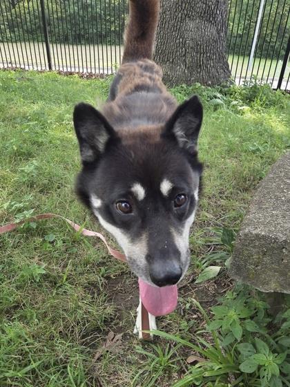 Enlarge Lucas, a Adoptable mixed breed in Kansas City, MO image 1/3