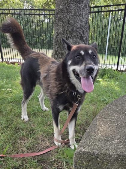 Enlarge Lucas, a Adoptable mixed breed in Kansas City, MO image 2/3