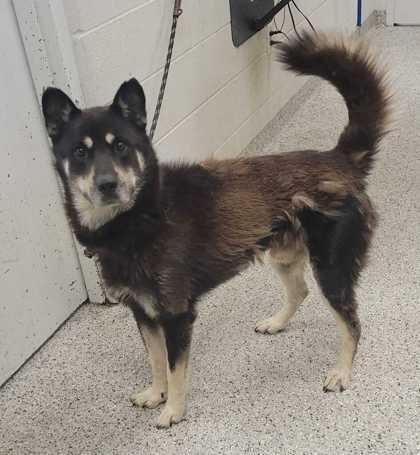 Enlarge Lucas, a Adoptable mixed breed in Kansas City, MO image 3/3