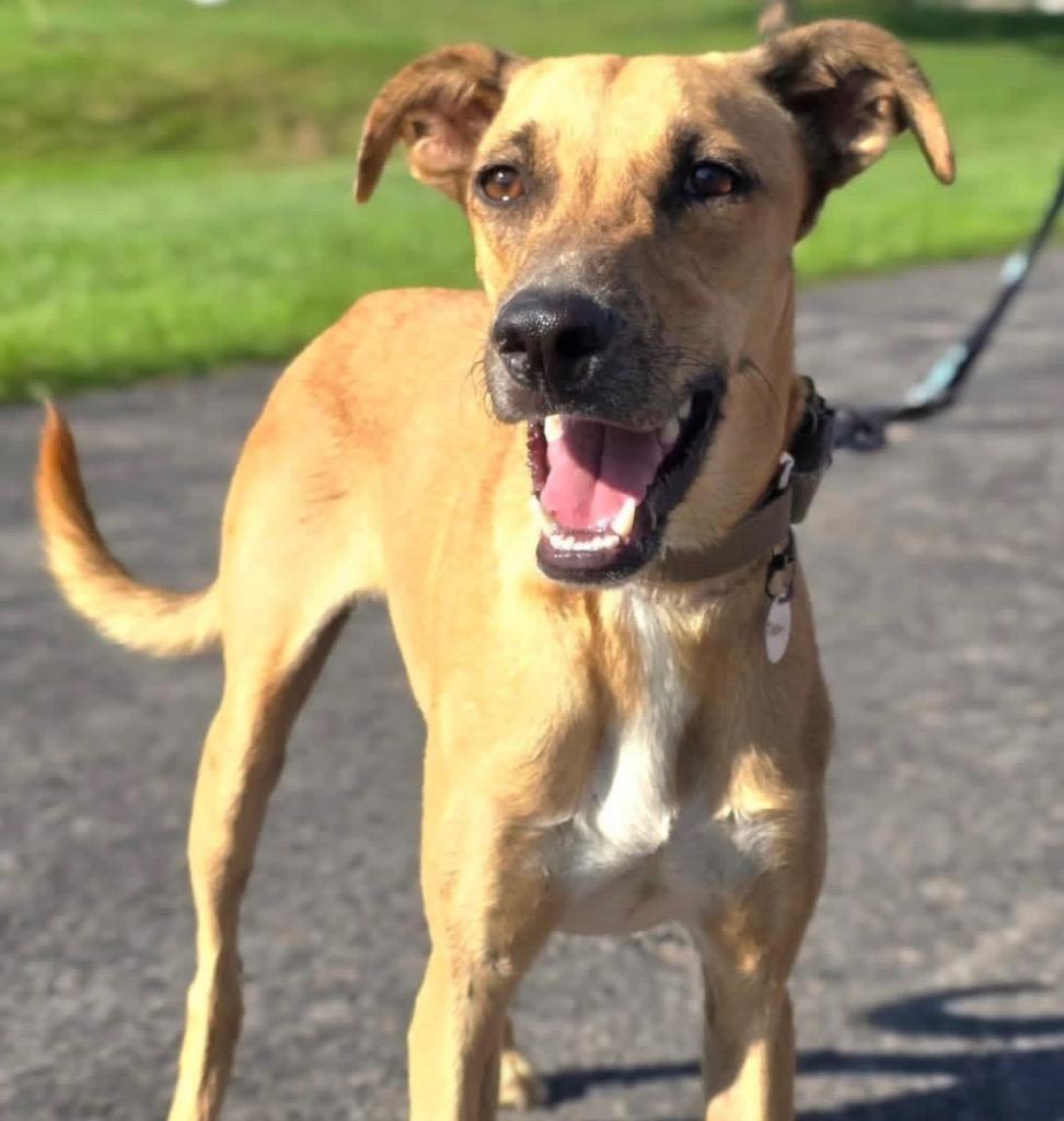 Toshi, Adoptable, Young Male Labrador Retriever & Affenpinscher.