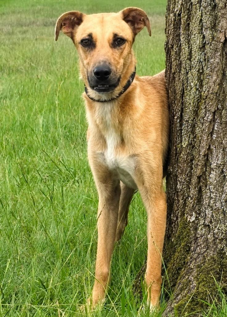 Enlarge Toshi, a Adoptable mixed breed in North Syracuse, NY image 2/2