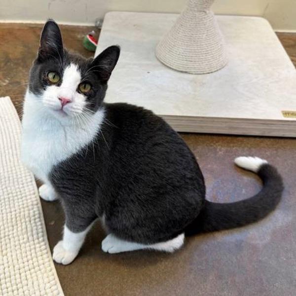 Spike, a Adoptable mixed breed in Walnut Creek, CA image 3/3