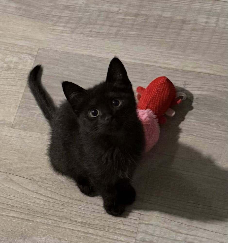 Kitten: Vegas *BONDED PAIR with Vesper*, Adoptable, Kitten Male Domestic Short Hair.