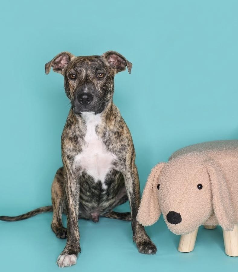 Enlarge Ruckus, a Adoptable mixed breed in Chelsea, OK image 2/3