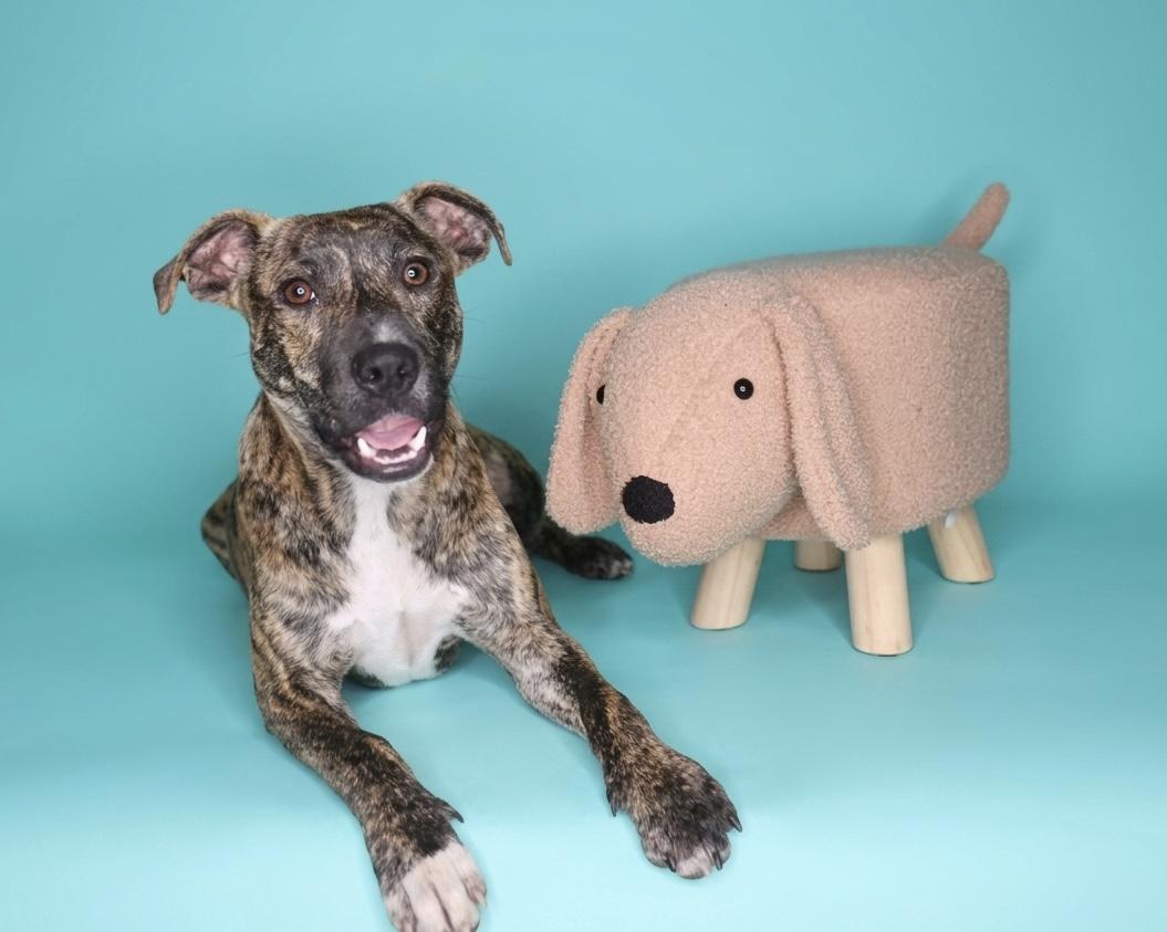 Enlarge Ruckus, a Adoptable mixed breed in Chelsea, OK image 1/3