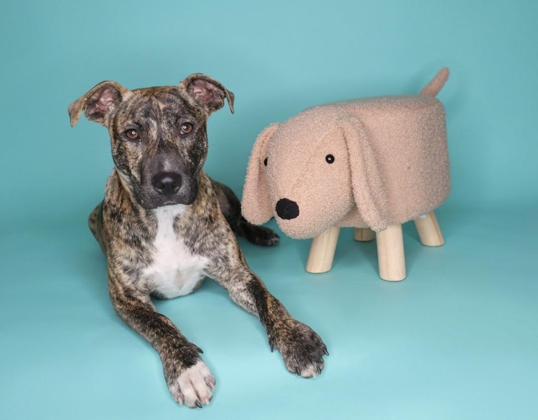 Enlarge Ruckus, a Adoptable mixed breed in Chelsea, OK image 3/3