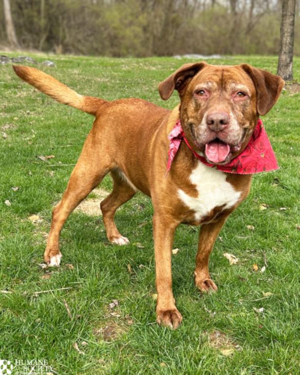 HERSHEY, Adoptable, Adult Female Labrador Retriever & Mixed Breed.