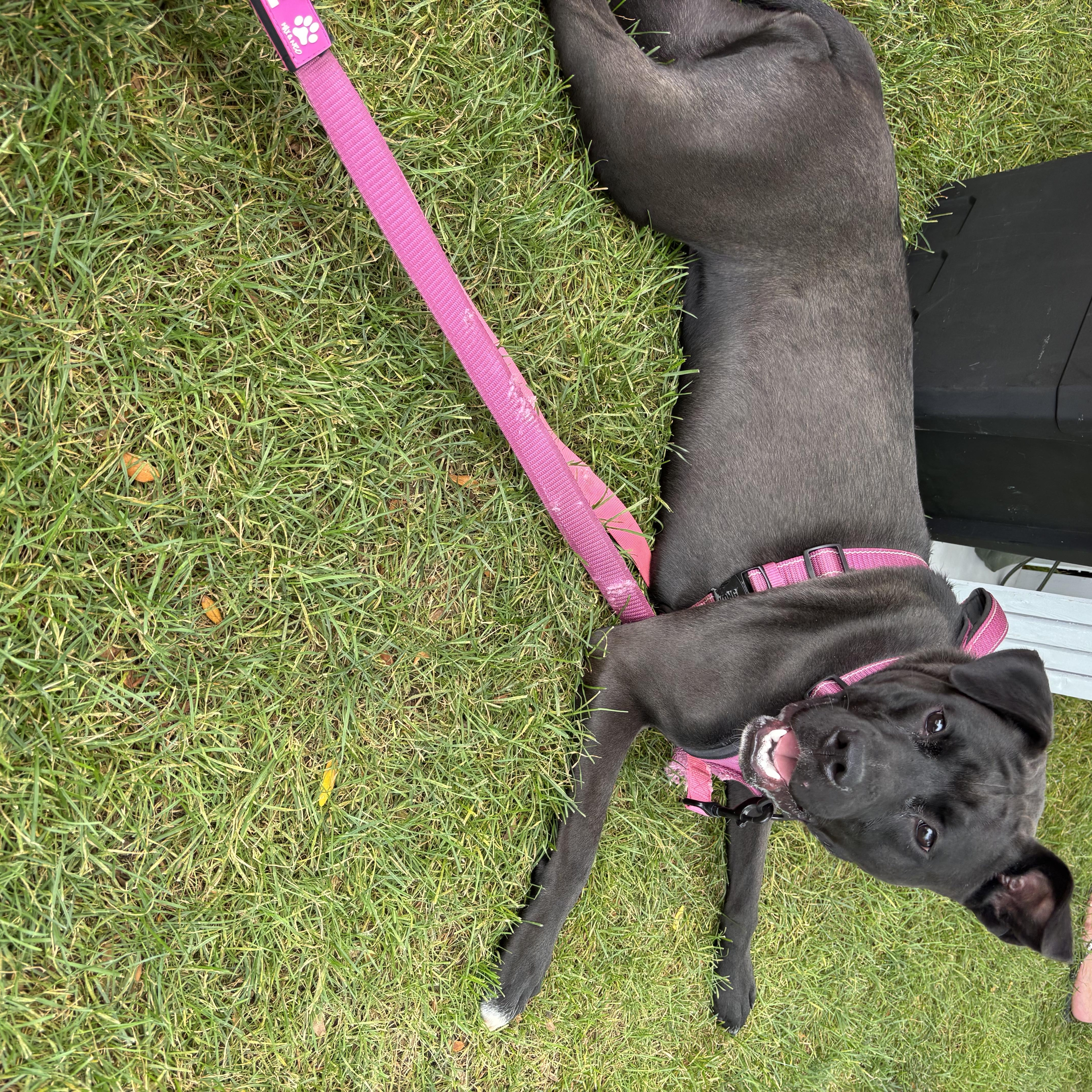 Blizzard, Adoptable, Young Female American Staffordshire Terrier.