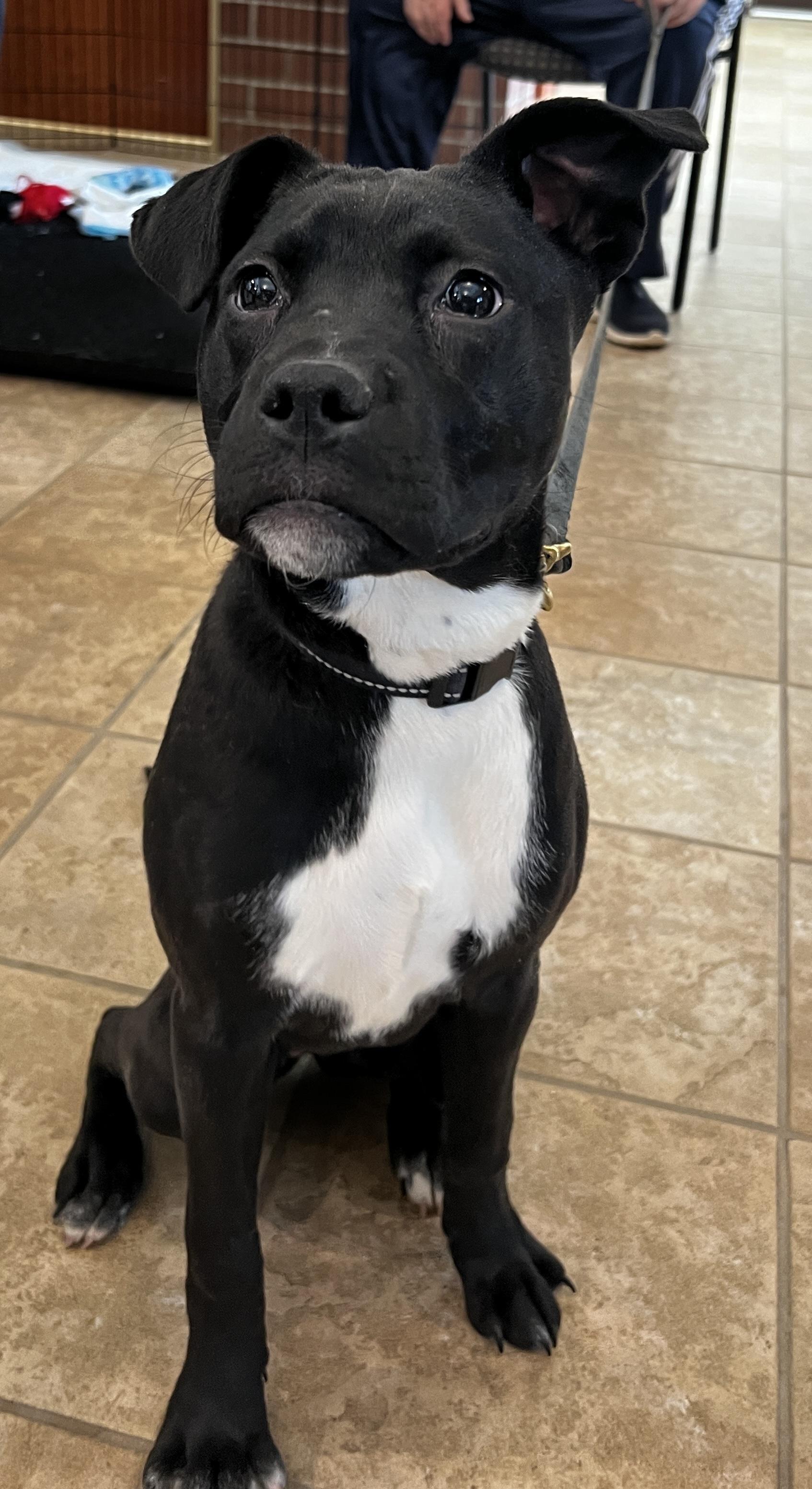 Blizzard, a Adoptable American Staffordshire Terrier in Algonquin, IL image 3/6