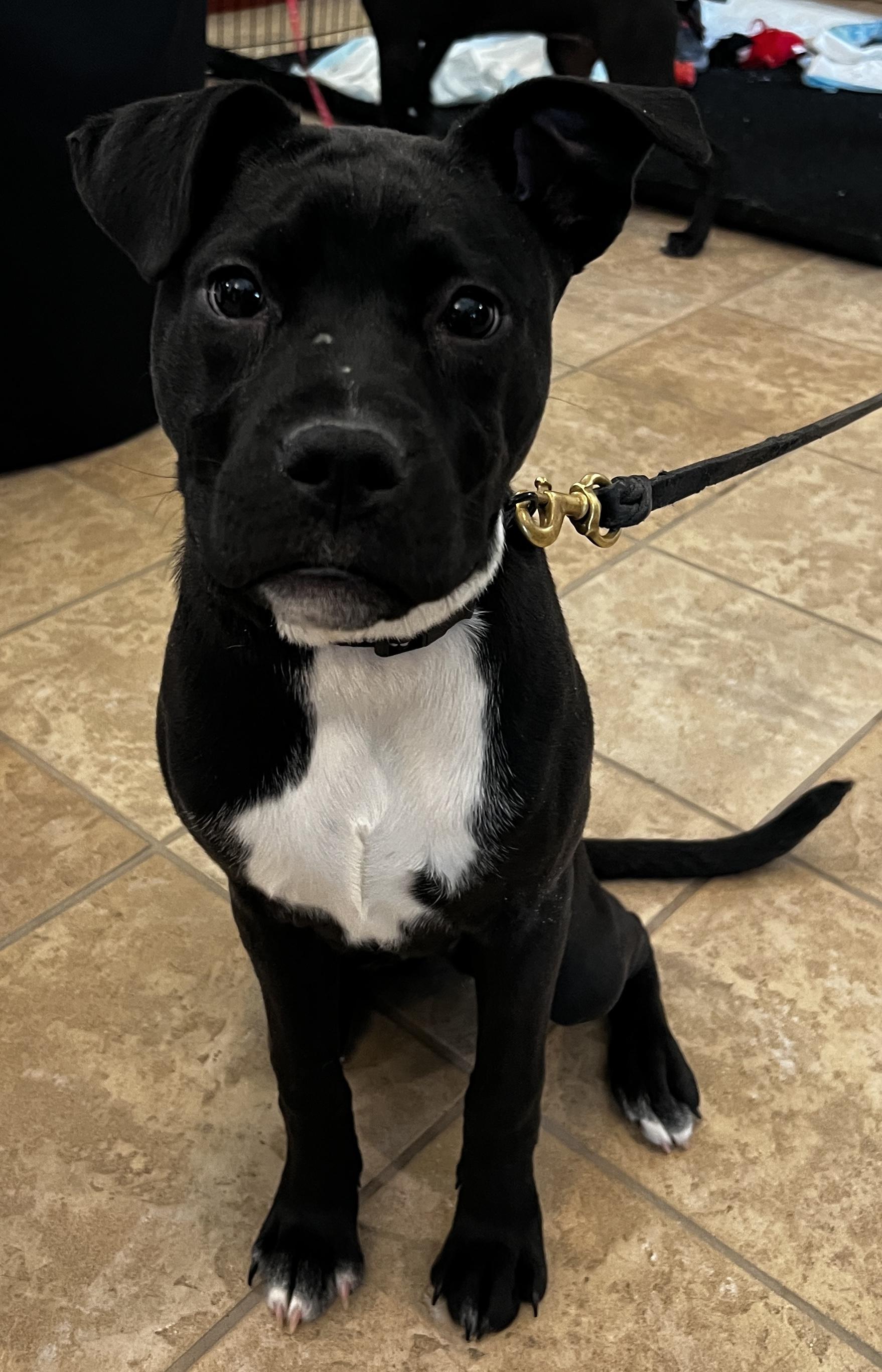 Blizzard, a Adoptable American Staffordshire Terrier in Algonquin, IL image 6/6