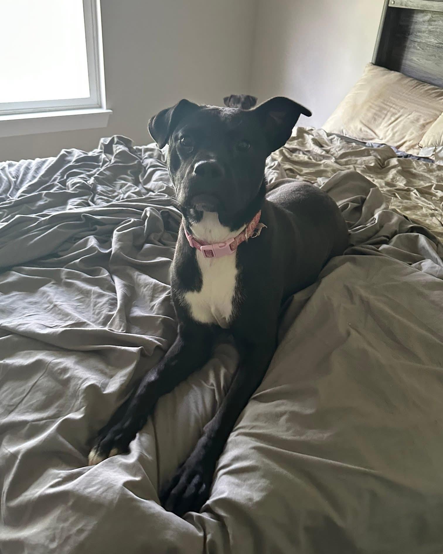 Blizzard, a Adoptable American Staffordshire Terrier in Algonquin, IL image 4/6